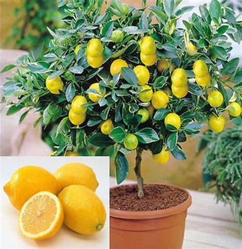 Dwarf Lemon Tree Seeds 20 Seeds Grow a Delicious Fruit - Etsy