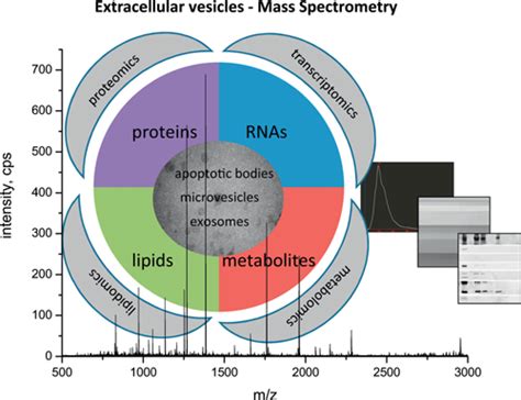 Mass Spectrometry Of Extracellular Vesicles Exosome Rna