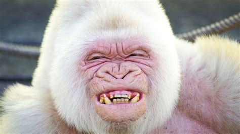 Top 133 + Albino animals images - Lifewithvernonhoward.com