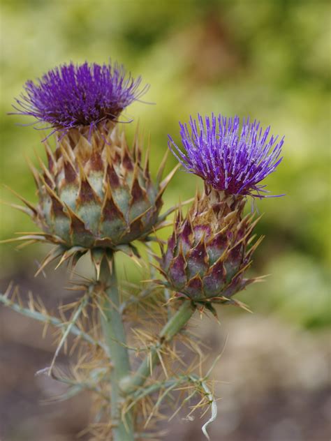 Cynara Cardunculus Subsp Flavescens Beth Chattos Plants