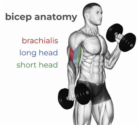 9 Best Short Head Bicep Exercises ️ Official 2023