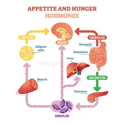 Las Hormonas Del Apetito Y Del Hambre Vector El Ejemplo Del Diagrama