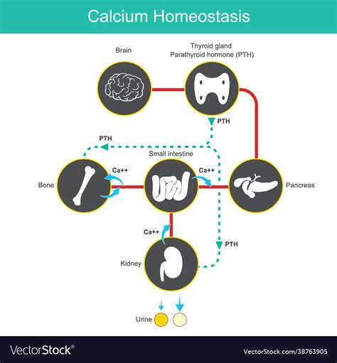 Calcium Homeostasis Diagram For Learning Vector Image