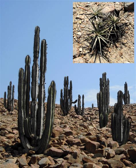 Desert vegetation at Motocachy Pampa. Photographs © by Maarten van Hoek ...