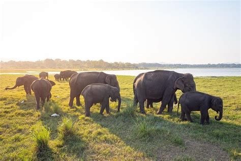 Colombo Safari En Soir E Dans Le Parc National De Kaudulla