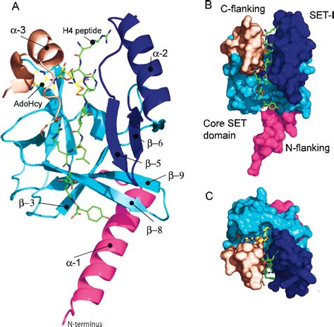 Specificity And Mechanism Of The Histone Methyltransferase Pr Set