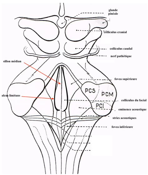 Sillon Limitant Fov As Minences Ue Anatomie Tutorat