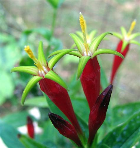 Spigeliamarilandica Woodlandpinkroot Desc Flowers3 The Herb Crib