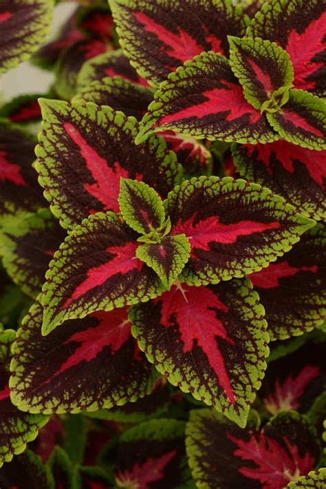 Coleus Scutellarioides French Quarter Lucas Greenhouses