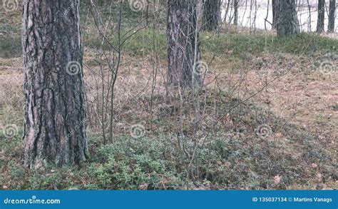 Naked Pine Tree Forest Before Winter Vintage Retro Look Stock Photo