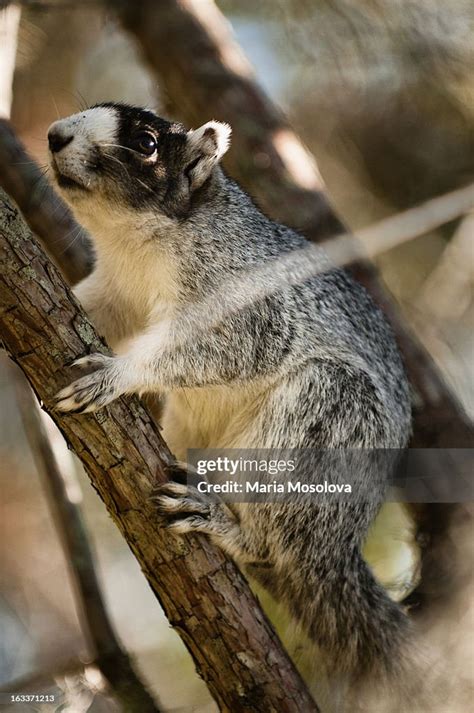 Shermans Fox Squirrel High Res Stock Photo Getty Images