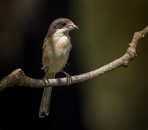 Premium Photo Burmese Shrike Lanius Collurioides On The Branches Of Trees