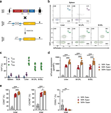 Fate Mapping Of Hobit Expressing Cells Identifies Primary Trm Cells A Download Scientific