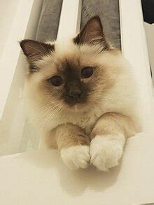 Birman Wikipedia