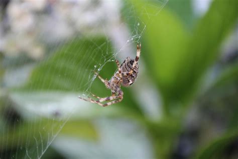 Corine Van Kuilenburg Fotografie Spinnen In De Tuin