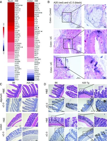 Elevated A20 promotes TNF-induced and RIPK1-dependent intestinal ... 