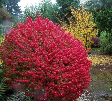 Burning Bush Compactus Plant Profile Sylvan Gardens Landscape