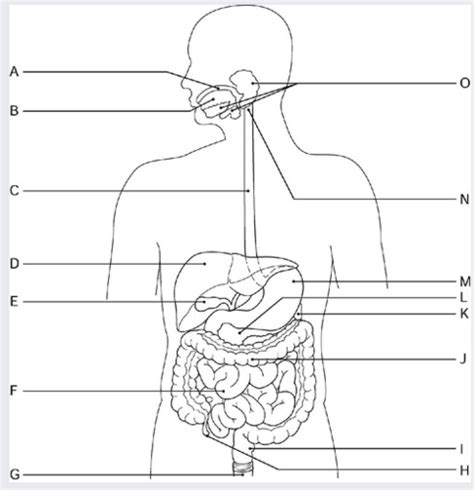 Anatomy Ch Test Flashcards Quizlet