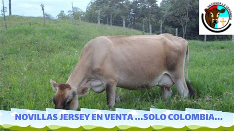 NOVILLAS JERSEY EN VENTA II SOLO COLOMBIA YouTube