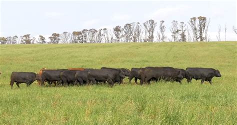 Pecu Ria Preserva Esp Cies De Aves No Pampa