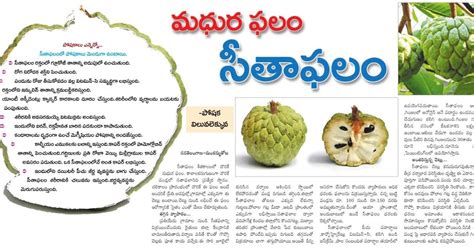 CHODAVARAMNET 10 Amazing Health Benefits Of KING OF FRUITS Custard