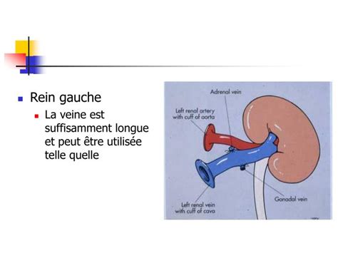 Ppt Anatomie Et Imp Ratifs Greffe Et Pr L Vement Rein Powerpoint