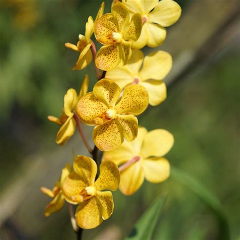 Buy Orchid Mokara Kultana Gold Blooming Plants Amthai Orchids