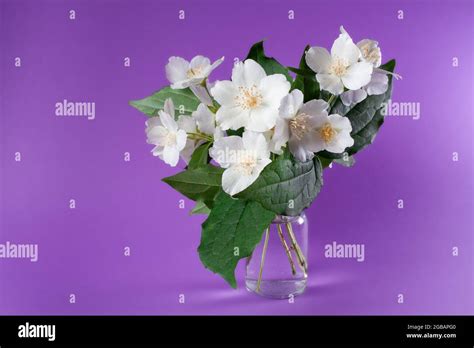 Bunch Of White Jasmine Flowers Jasmine Bouquet In Glass Vase On Purple