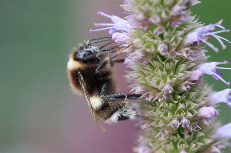 Bumblebee Insect Bee Free Photo On Pixabay