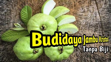 Budidaya Jambu Kristal Di Pekarangan Rumah YouTube