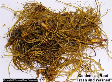 Goldenseal Hydrastis Canadensis Root Buyer