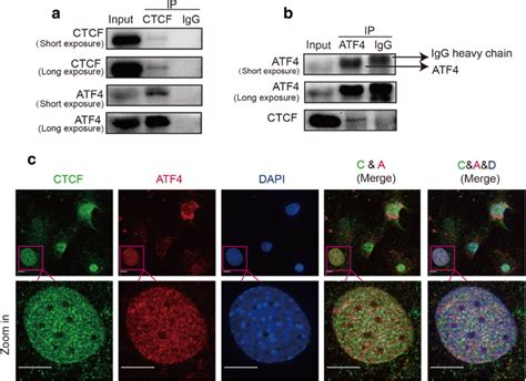 Atf Interacts With Ctcf Ab T L Cells Were Differentiated For