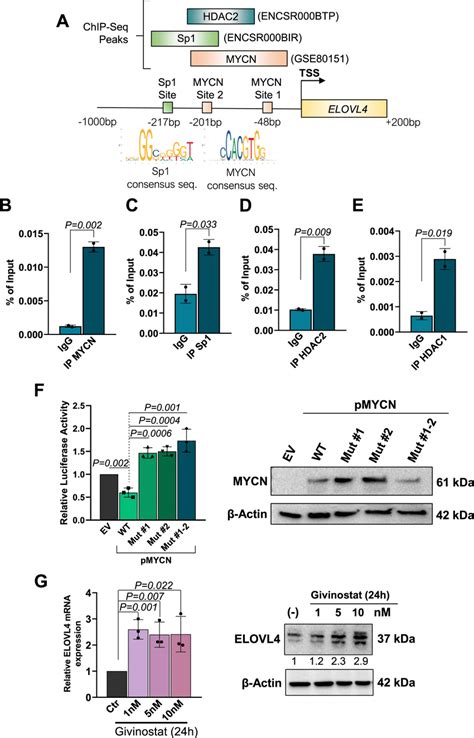 Mycn Hdac1 Hdac2 And Sp1 Bind Elovl4 Promoter And Repress Its