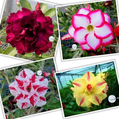 Semente De Rosa Do Deserto Mix Cores 10 Sementes Adenium R 18 99