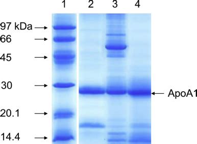 Sds Page Analysis Under Non Reducing Conditions Of Proteins