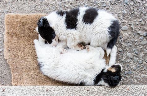 Border Collie Puppies Sleeping on a Farm Stock Photo - Image of ...