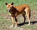 categorymale dingoes wikimedia commons