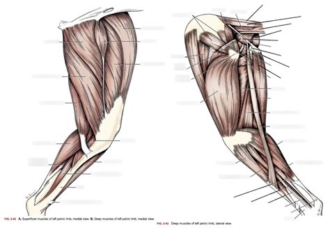 Deep Muscles Of Pelvic Limb Diagram Quizlet