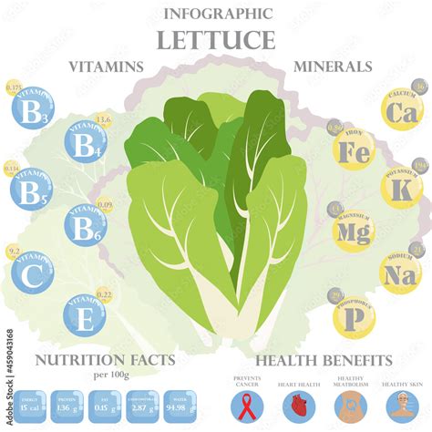 Lettuce nutrition facts and health benefits infographic Stock Vector ...