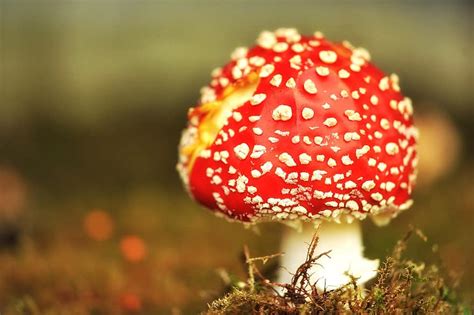 Fly Agaric Mushroom Forest Autumn Toxic Luck Lucky Guy Mushrooms