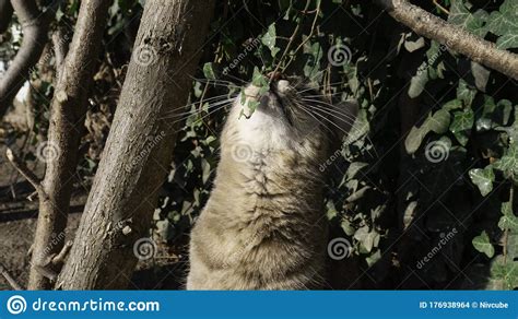 Gatito Rayado Olfea Las Hojas Verdes Que Se Acercan Foto De Archivo