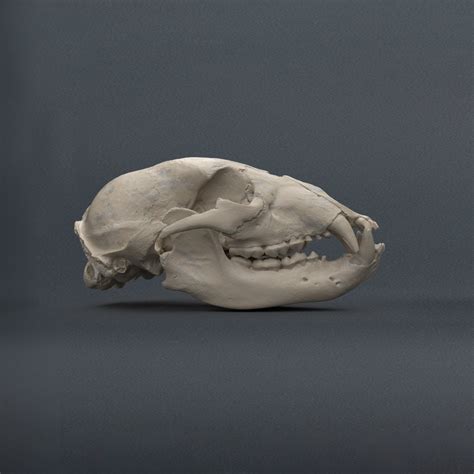 Bear Skull for sale | Only 2 left at -65%