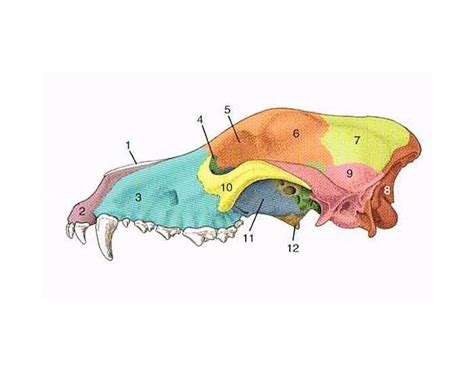 Dog Skull Diagram | Quizlet