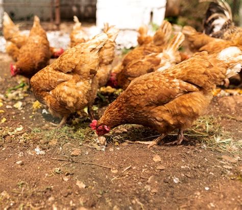 Flock Of Chickens Eating Free Photo