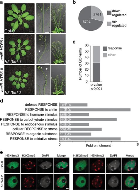 Knockdown Of H Causes Various Phenotypic Defects And Misregulation