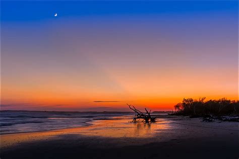 Silueta Rbol Orilla Del Mar Puesta De Sol Retroiluminado Playa