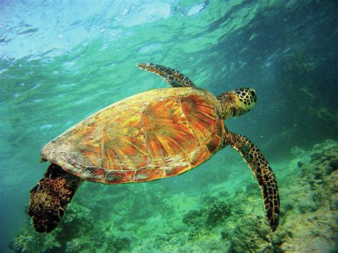 Green Sea Turtles Nesting