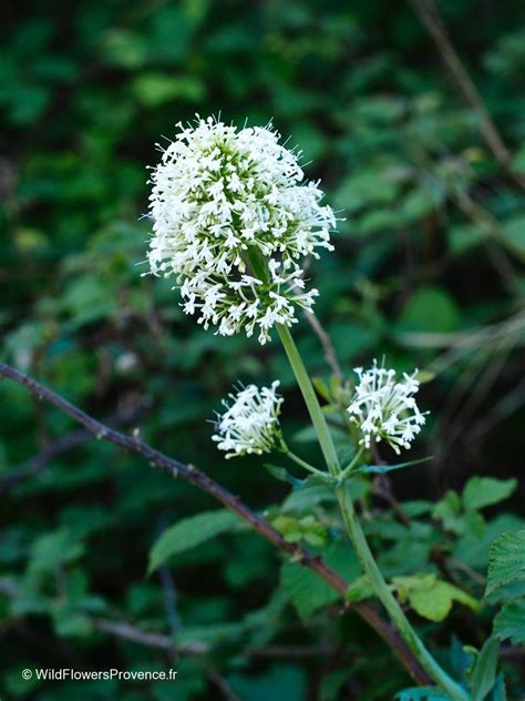 Centranthus ruber - wild in Provence