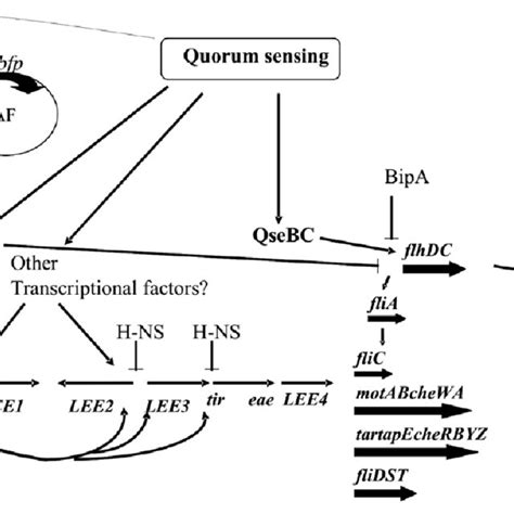 Schematic Representation Of Virulence Gene Regulation In Epec Ler