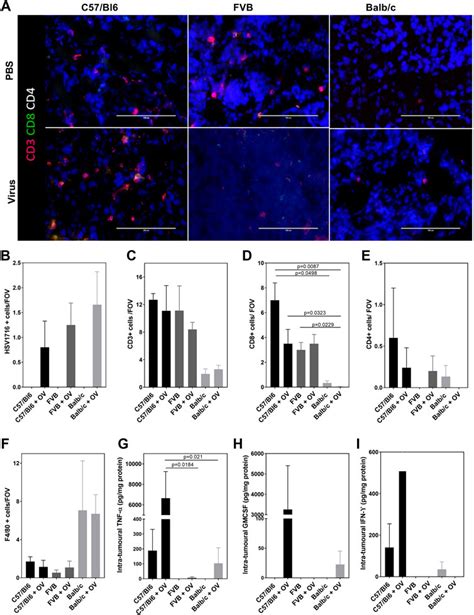 Frontiers Inconsistencies In Modeling The Efficacy Of The Oncolytic